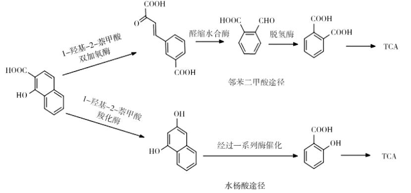 综述微生物修复菲污染中降解菌的菌属、降解机理、分子机制、影响因素（二）