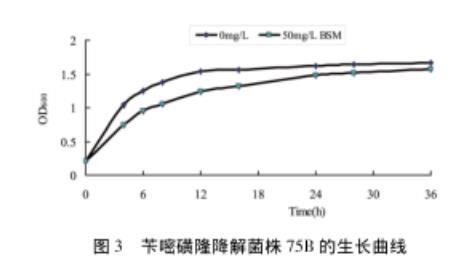 苄嘧磺隆降解菌株75B的生长曲线、生长及降解（一）