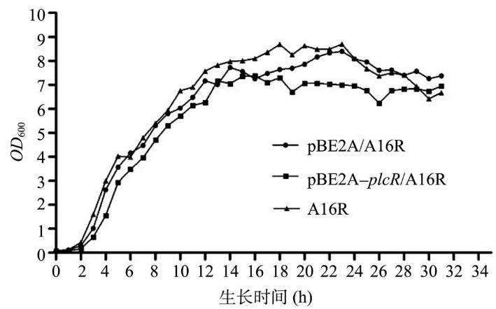 PlcR在炭疽芽胞杆菌A16R中对其生长状态、溶血酶活性及神经磷脂酶活性影响（二）