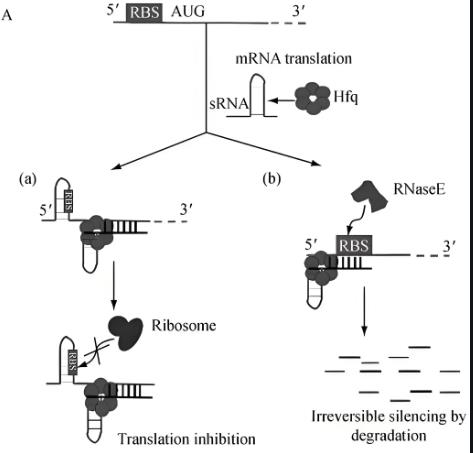 sRNA对胞内菌毒力、铁水平的调控作用（二）