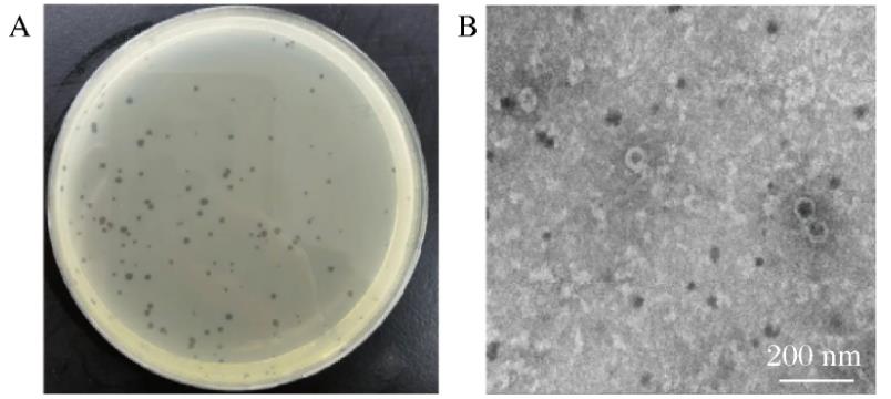 空肠弯曲菌噬菌体生物学特性测定及生长曲线绘制（一）