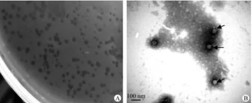 维氏气单胞菌分离与纯化、一步生长曲线、热稳定性及pH稳定性研究（一）
