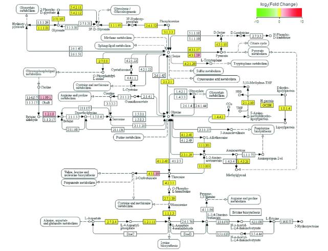 模拟失重条件下大肠埃希菌转录组测序、差异基因及富集分析结果（二）