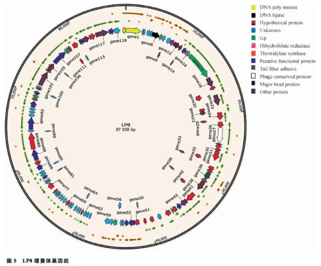 产单核细胞李氏杆菌噬菌体分离、超离、宿主谱鉴定及生长曲线绘制（三）