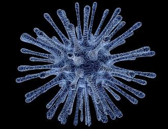 鸭瘟病毒DEV gG 基因缺失株的构建、体外生长曲线和蚀斑形成能力测定