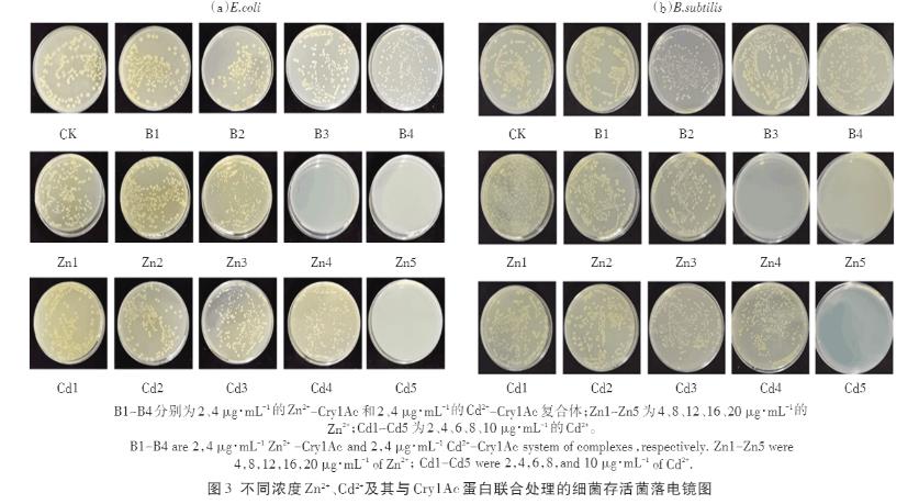 Zn2+、Cd2+、Cry1Ac蛋白单独及联合暴露对大肠杆菌和枯草芽孢杆菌的毒性作用（二）