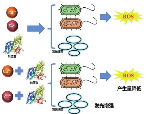 Zn2+、Cd2+、Cry1Ac蛋白单独及联合暴露对大肠杆菌和枯草芽孢杆菌的毒性作用（一）