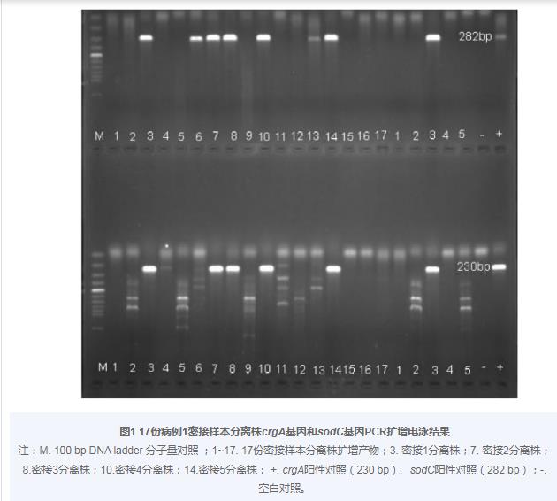 Y群脑膜炎奈瑟菌对13种抗菌药物敏感性试验——摘要、材料与方法