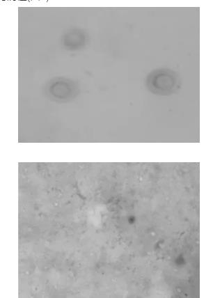 广西牛肺炎支原体病原的分离和鉴定、药敏实验分析（上）