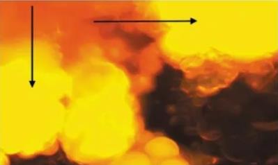 产脂肪酶地衣芽孢杆菌LD-1302筛选、培养基及产酶条件研究（一）