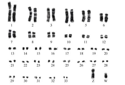 朱鹮细胞系的建立、体外生长特征、性染色体的荧光原位杂交鉴定（三）