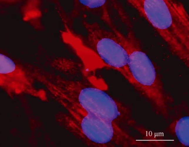 朱鹮细胞系的建立、体外生长特征、性染色体的荧光原位杂交鉴定（一）