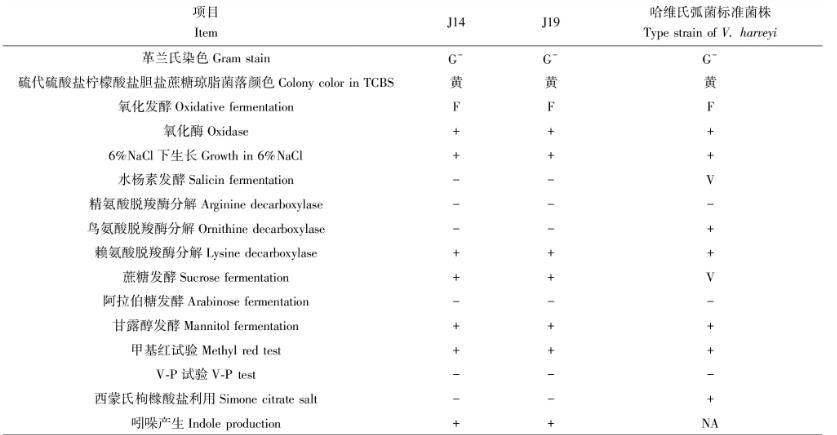 泥蚶致病性哈维氏弧菌的分离与鉴定、药敏实验结果