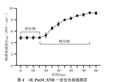 犬奇异变形杆菌及其噬菌体分离鉴定、生长曲线及药敏试验（三）