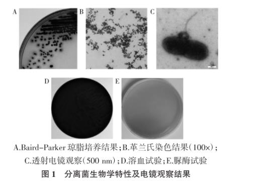 犬奇异变形杆菌及其噬菌体分离鉴定、生长曲线及药敏试验（一）