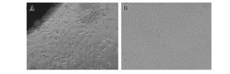 撒坝猪耳缘组织成纤维细胞系生长曲线、生物污染检测结果——材料与方法