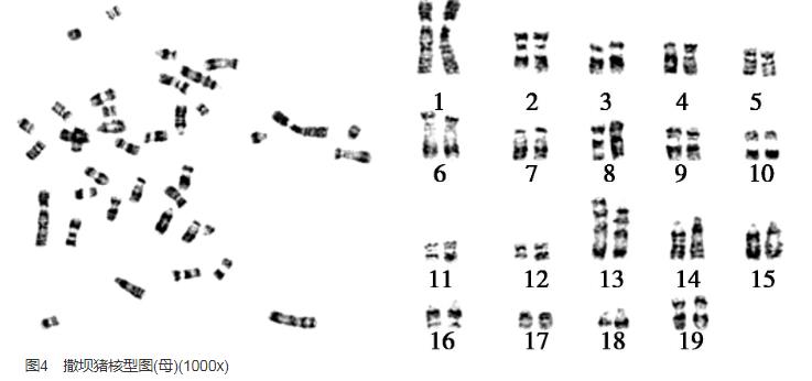撒坝猪耳缘组织成纤维细胞系生长曲线、生物污染检测结果——结果与分析、讨论