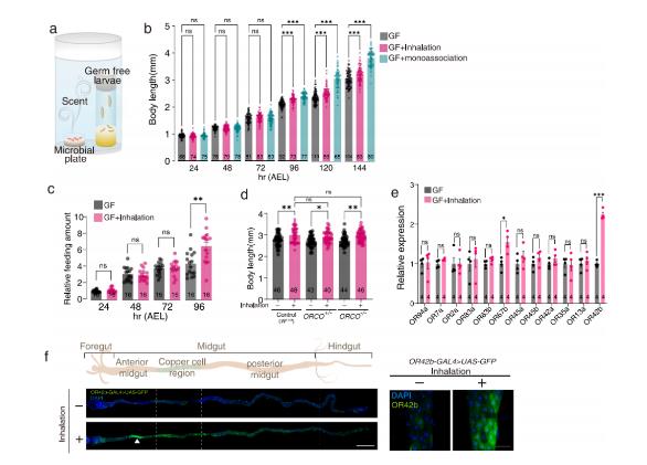 研究发现：微生物群释放气味可促进果蝇的宿主生长