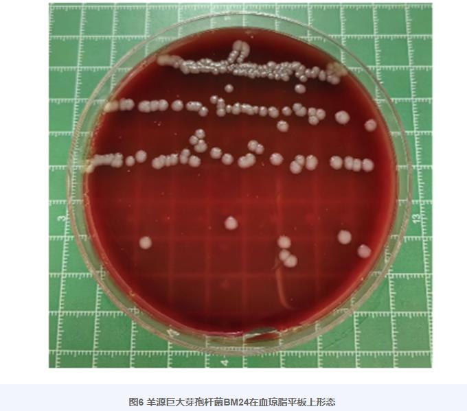 巨大芽孢杆菌BM24生长曲线、耐药性、益生潜力评估及药敏试验（三）