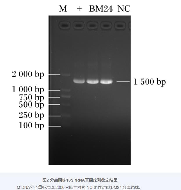 巨大芽孢杆菌BM24生长曲线、耐药性、益生潜力评估及药敏试验（二）
