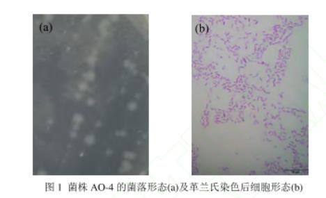 焦化污染场地中萘降解菌株AO-4鉴定、生长、降解机理及环境条件带来的影响（一）