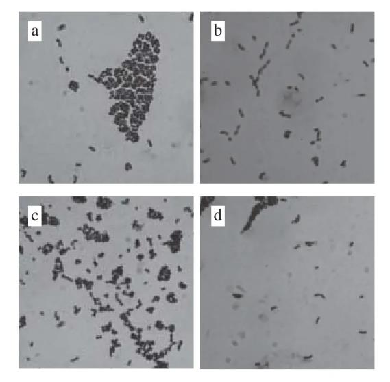 适用于低盐发酵香肠葡萄球菌与乳酸菌生长特性及产酸能力测定及筛?。ㄈ? title=