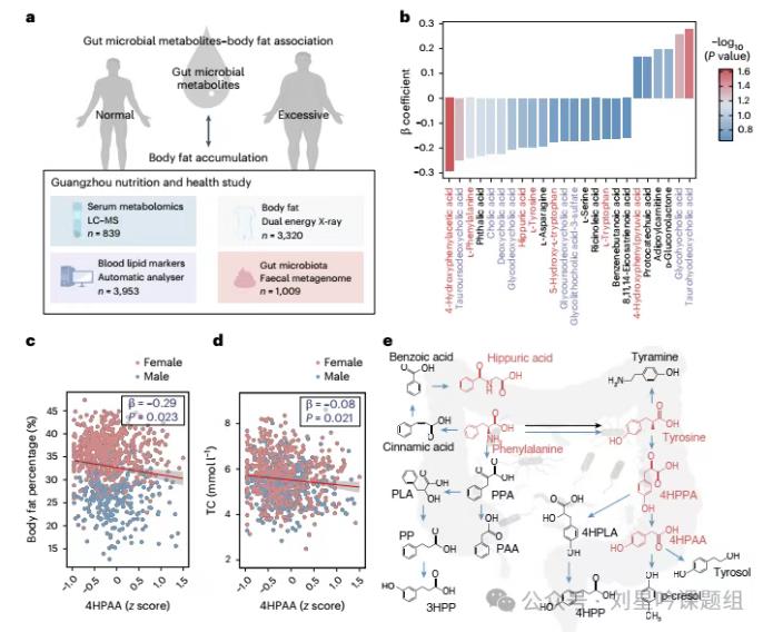 肠道微生物代谢芳香族氨基酸产生的4HPAA、3HPP和4HPP与减肥密切相关？