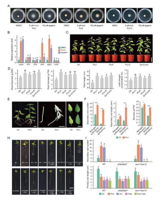 木本植物根际微生物组装的时空动态规律及其与宿主协同抗逆机制