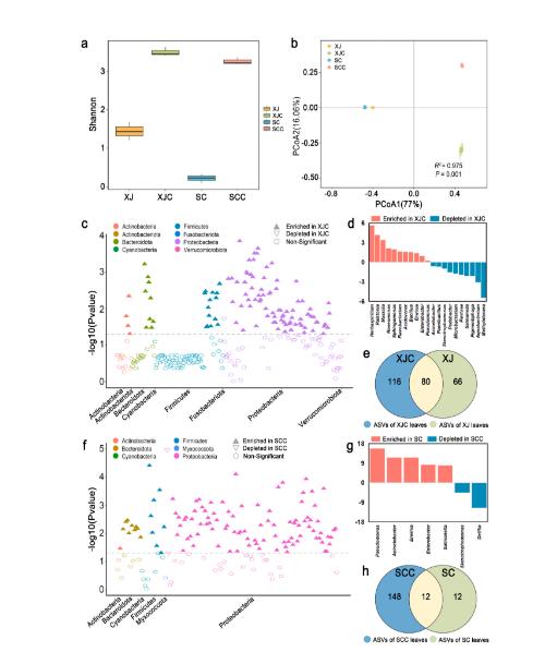 红三叶草叶际微生物群落为何对炭疽病具有抵抗力