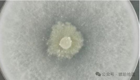 Biosense微生物生长动态监测系统优化哈茨木霉菌生长条件研究方案