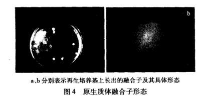 罗尔阿太菌生长曲线、原生质体制备条件及融合技术（四）