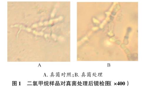 瑞香狼毒叶（断肠草）对金黄色葡萄球菌和石膏样毛癣菌生长曲线的影响——材料与方法