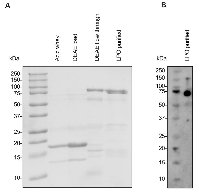 微生物动态监测系统揭示XO-LPO系统在婴儿口腔微生物群中的抗菌作用