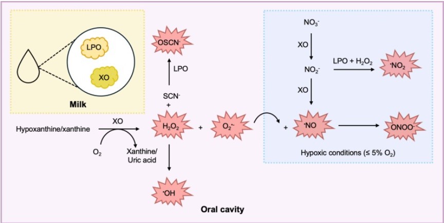 微生物生长曲线监测系统评估不同浓度的XO和LPO对婴儿口腔细菌生长的影响