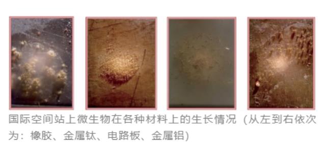 空间站微生物来自哪里？微生物培养法检测技术