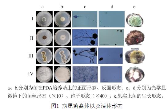 25种天然植物精油对蓝莓致病菌生长曲线、抑制作用（一）