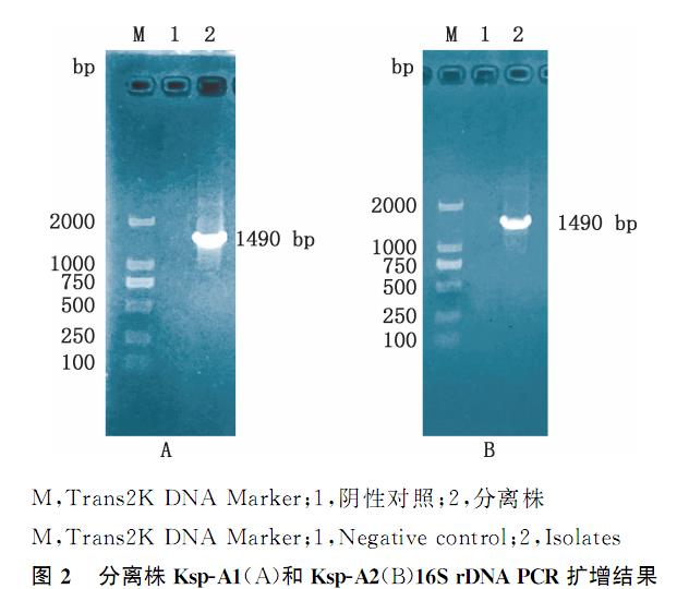 鹌鹑肺炎克雷伯菌血清型鉴定、耐药性检测及致病潜力（三）