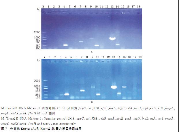 鹌鹑肺炎克雷伯菌血清型鉴定、耐药性检测及致病潜力（四）