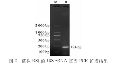 水貂肠道乳酸杆菌RSJ生长曲线及产酸、药敏试验结果（二）
