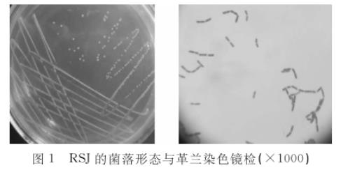 水貂肠道乳酸杆菌RSJ生长曲线及产酸、药敏试验结果（一）
