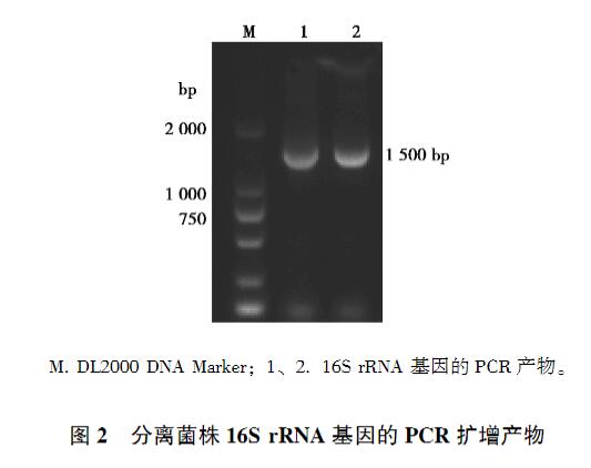 鸡印第安纳株沙门菌生长、致病性及药物敏感性研究（一）