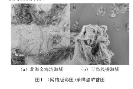 浒苔多糖降解微生物采集、分离、筛选、鉴定及生长曲线测定（一）