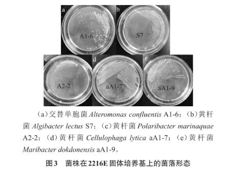 浒苔多糖降解微生物采集、分离、筛选、鉴定及生长曲线测定（三）
