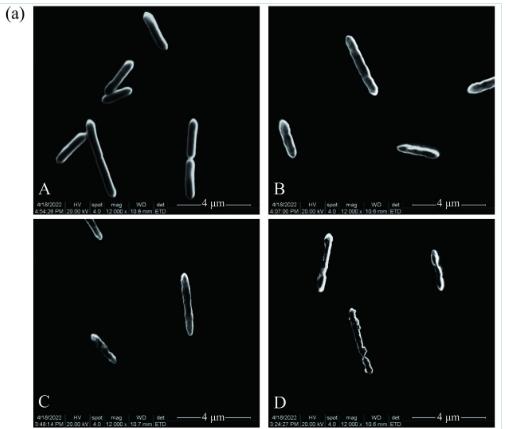 忍冬提取液对酸土脂环酸芽孢杆菌生长曲线、细胞形态和生物膜形成能力的影响（三）