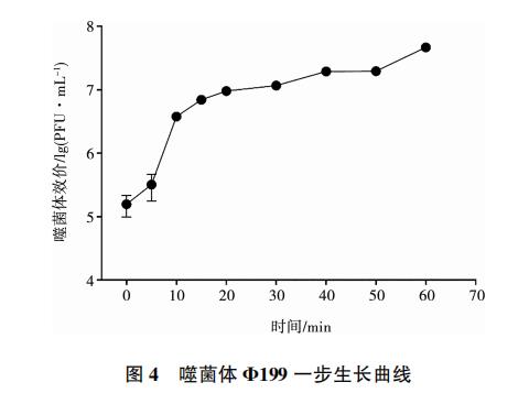 大肠杆菌噬菌体Φ199一步生长曲线、与盐酸克林霉素体外联合应用效果（三）