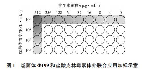 大肠杆菌噬菌体Φ199一步生长曲线、与盐酸克林霉素体外联合应用效果（一）