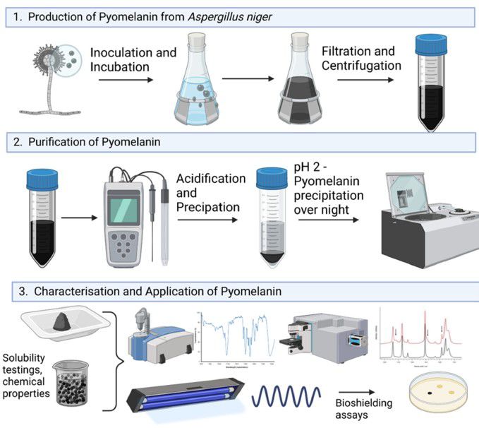 黑曲霉中幽黑素合成途径、生产、纯化及对UV-C辐射的防护能力