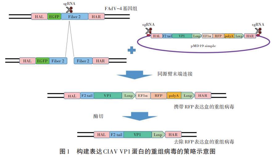 基于体外重组鸡传染性贫血病毒生长曲线研究复制效率（一）