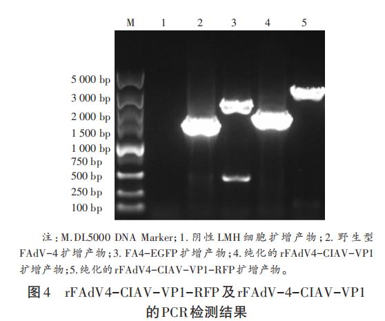 基于体外重组鸡传染性贫血病毒生长曲线研究复制效率（二）