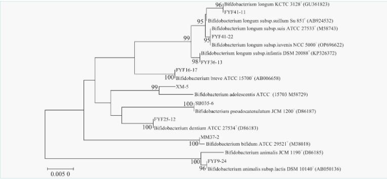 双歧杆菌分离鉴定、耐受性试验、益生特性试验及安全性评价（二）
